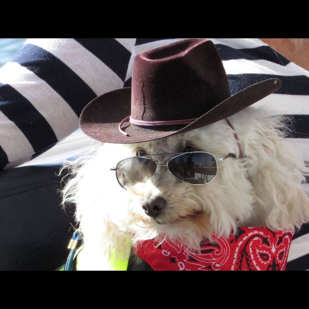 ⭐️Posh Ambassador II ⭐️ - Picture 9 of 16